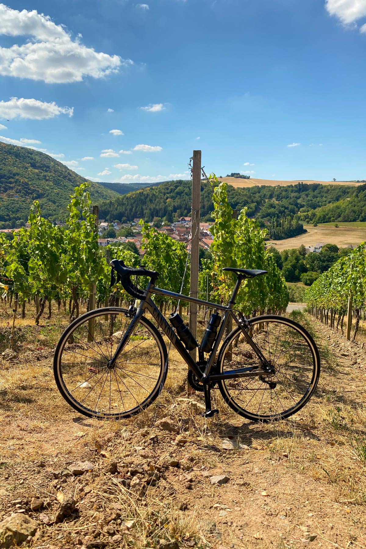 Bicicleta en medio de un viñedo de uvas para fabricar vino sin alcohol