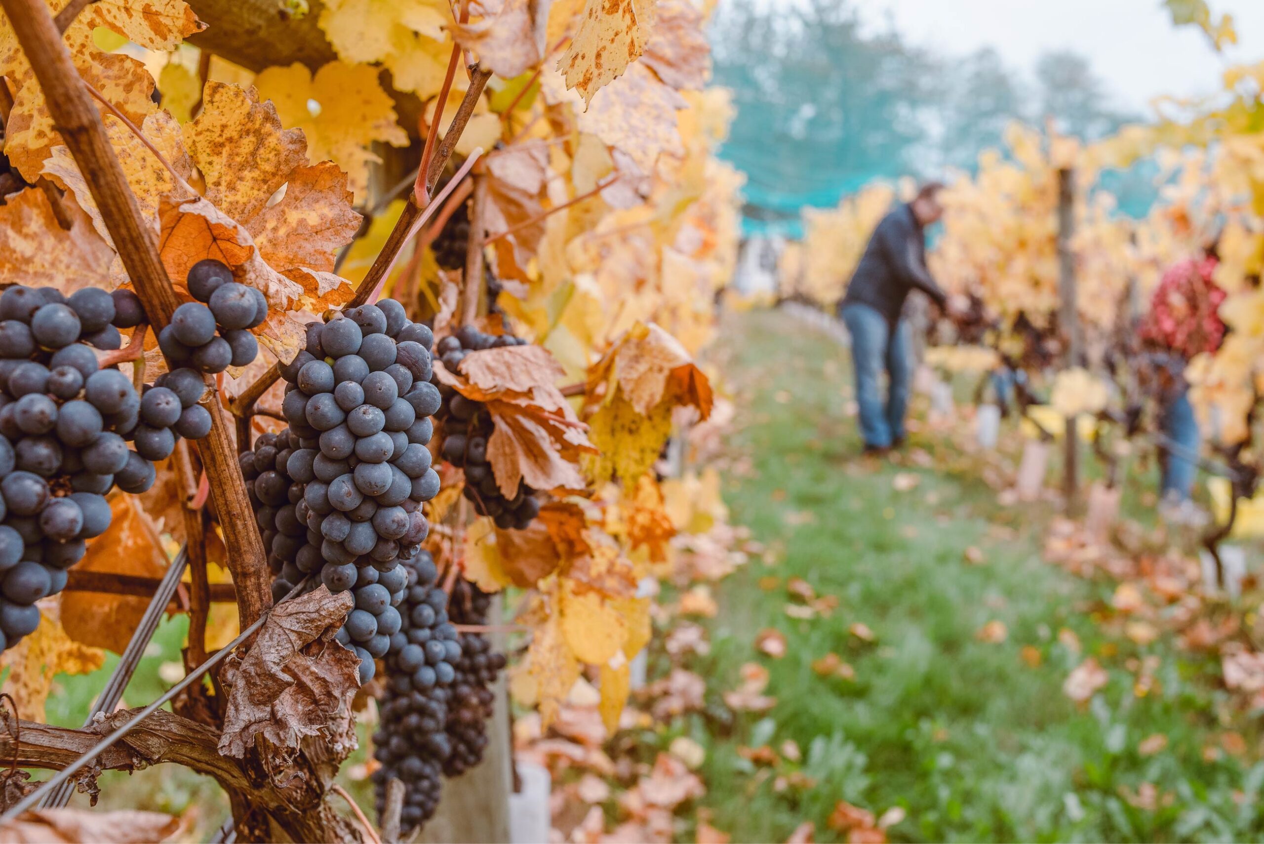 Personas recolectando uvas para fabricar vino sin alcohol